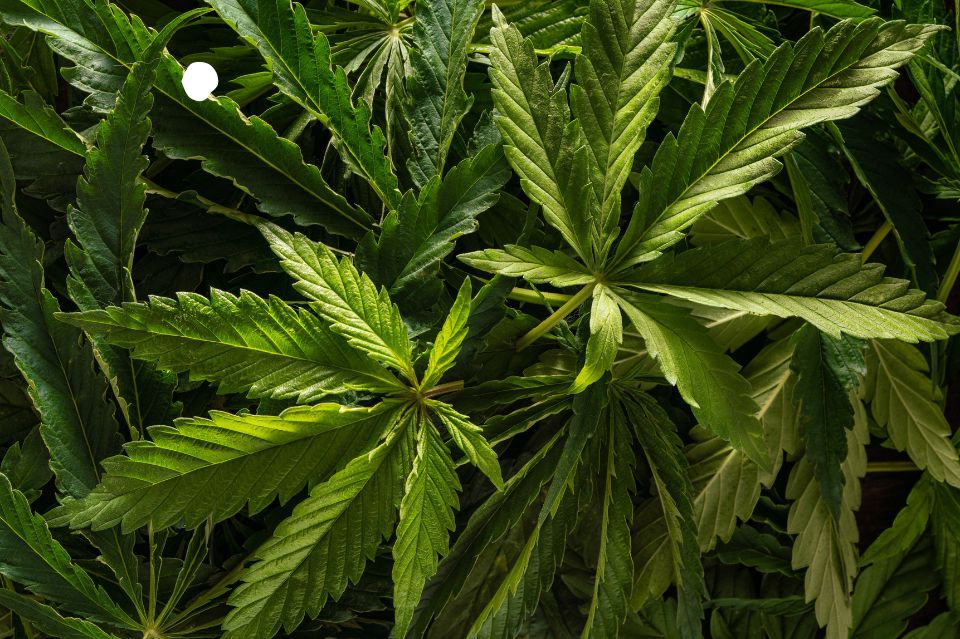 10.000 danskere kan ikke tage fejl: Formula swiss som den førende cannabisolie